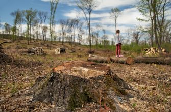 deforestation ecological problems planet deforestation pine forests little girl inspects site deforestation