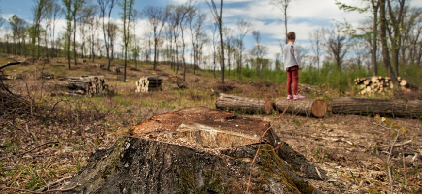 deforestation ecological problems planet deforestation pine forests little girl inspects site deforestation